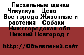 Пасхальные щенки Чихуахуа › Цена ­ 400 - Все города Животные и растения » Собаки   . Нижегородская обл.,Нижний Новгород г.